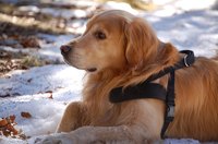 Diabetic service dogs alert their owners to changes in blood sugar.