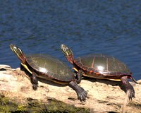 Painted turtles feed on a number of aquatic plants.
