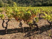 Grapes have been cultivated by humans since the dawn of agriculture.