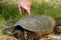 Snapping turtles require special care to prevent common diseases.