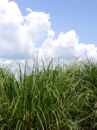 Seagrass is a natural rug product.