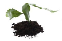 Soil is the essence of life.