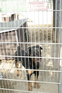 A dog warden should be an animal lover.