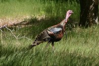 The feathers of wild and domesticated turkeys are largely the same, except for their color.