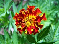 Marigolds grow well from seed, started indoors or out.