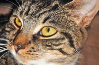 Older cats are susceptible to vestibular syndrome.