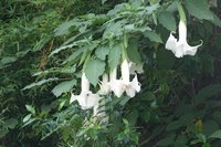 The flowers of Datura are large and fragrant.