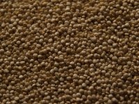 Quinoa comes from a species of goosefoot that has been cultivated in the Andes since the time of the Incas.