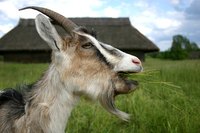 A string trimmer might be the next best thing to a goat.