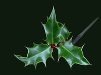 While the spike edged holly leaf is the best known shape, it is not the only kind of holly leaf.