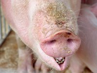 Hog feeders reduce the workload of raising hogs.