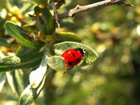 Ladybugs are primarily identified by their shape and coloration.