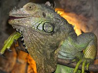 Zoologists specialize in wildlife preservation.