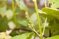 Grapes grow on a vine supported by a trellis.