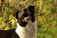 Take care of your dog's mouth.