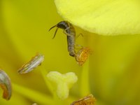 Earwigs chew holes in plant leaves.