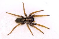 The brown recluse spider has a dangerous bite.