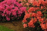 Azaleas are acid-loving plants, so nearby plants should be able to handle the acidity.