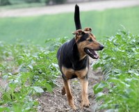 Symptoms of a thyroid problem will vary from dog to dog.