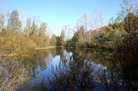 Hydrilla can quickly overtake ponds and lakes.