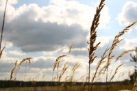 There are six basic varieties of wheat grown in America and five of them fall in the red or white class.