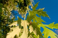 Sugar Maple trees are easily recognizable by their leaves.