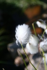 Cotton is a natural fabric made from the cotton plant.