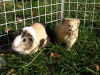 Build a bunk bed for your pet guinea pigs.