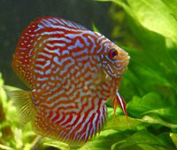 Some cichlids need soft, acidic water.