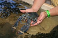 Blue lobsters live in freshwater.