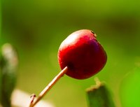 A single hawthorn berry