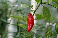 Let the peppers dry slightly on the plant before collecting the seeds.