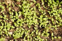 Plants sprouting too close must compete for nutrients, water and sun.