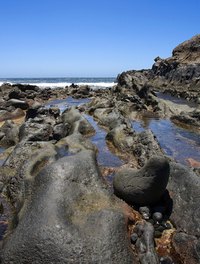 Intertidal zones can contain vast tracks of shoreline or just a narrow strip.