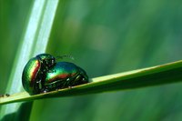 Japanese beetles have a unique reproduction process.