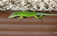 Anoles are primarily insect-eating reptiles.