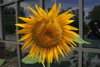 Sunflowers have large, edible seeds.