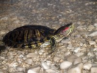 Red-eared slide
