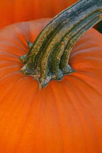 Having the proper ratio of pumpkin to flour is the key to achieving a mois pumpkin bread.