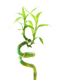 Healthy bamboo does not smell.