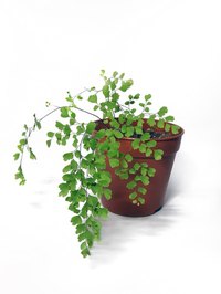Some house plants are very toxic to dogs.