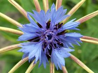 Cornflower blue is a pastel color with some neutral shadings.