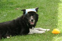 Fleas are parasitic insects that can affect not only household pets, but humans as well.