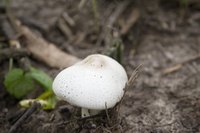 Most mushrooms grow quickly.