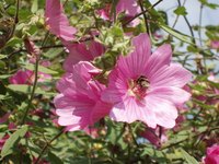 This bee may carry pollen to another flower.
