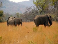 Resilient grasses and tough trees flourish on the African Savannah.
