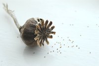 From small beginnings, a Paulownia tree grows very quickly.