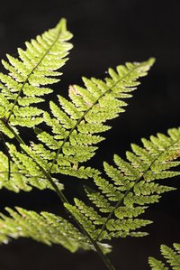 Spores can come from protists, fungi and plants.