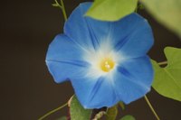Morning glory flowers are toxic to dogs.
