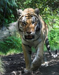 A Siberian tiger in the forest.
